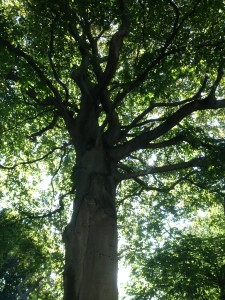 arbre majestueux